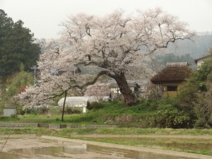 法剰坊の種蒔き桜