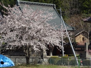 園庭　隅の桜