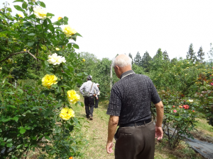 りんご園の中の薔薇の花　ゆっくり散歩