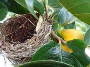 柿の枝に　小鳥の巣