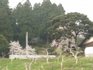 柿畑　桜と水仙