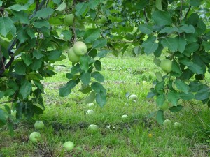 西三川のりんご園
