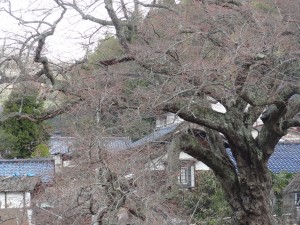 羽茂・大崎　法乗坊の種蒔き桜