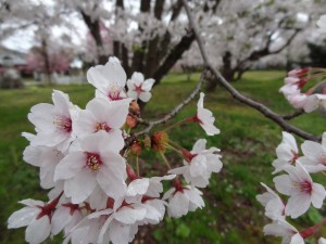 畑野熊野神社の桜