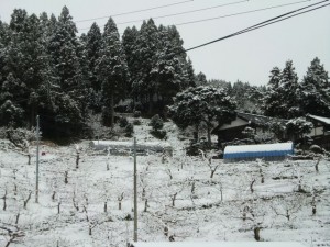 柿畑　に　雪