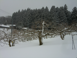 柿畑は雪の中