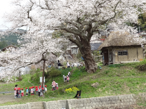 ほぼ満開　法乗坊の種蒔き桜