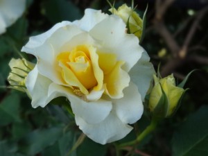 黄いバラ　　
