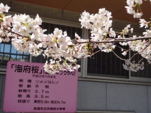 海府桜