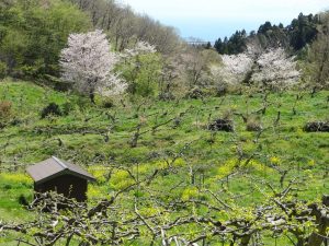 菜の花　と　桜　柿畑