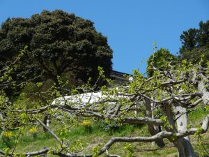 青空と急斜面の柿の木
