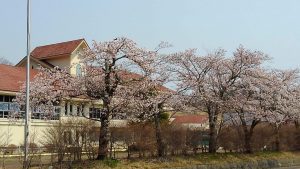 赤い屋根　廃校の桜