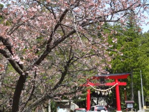 一宮神社の桜　