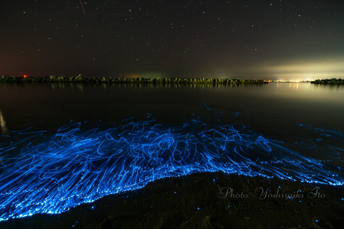 夜の海に煌めく神秘の青い光 真野湾のウミホタル 佐渡島撮影レポ