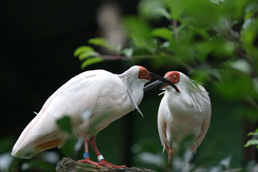 (Japanese crested ibis