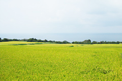 海府屋生产大米