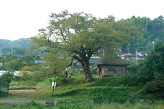 The spiritual culture of the Osaki village