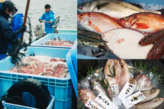 Fishers Island Sado is a fish shop that is scrupulous about the freshness and taste of fish harvested off Sado Island!