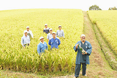 The cultivation of "Koshitanrei," the rice suitable for sake-making
